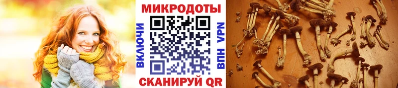 где купить наркотик  кракен ТОР  Галлюциногенные грибы Psilocybe  Мариинск 
